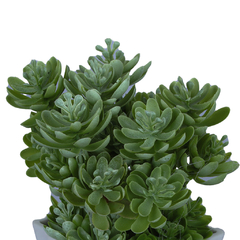 Planta artificial.Modelo:HL-FAC6731 - comprar en línea