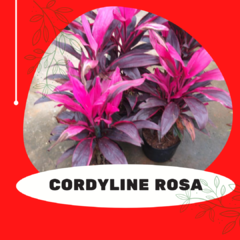 PLANTAS CORDYLINE ROSA