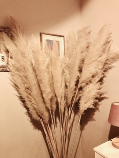 PAMPAS GRASS x 3 - comprar online