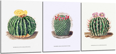 Cuadro Cactus Planta Naturaleza