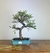 Bonsai Caliandra 12 anos