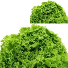 Lechuga