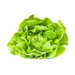 Lechuga - comprar online