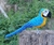 Pássaro Arara-canindé 3D