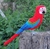 Pássaro Arara-Vermelha 3D
