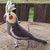 Pássaro Calopsita Cinza 3D