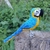 Pássaro Arara-canindé 3D - comprar online