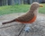 Pássaro Sabiá-Laranjeiras 3D - comprar online