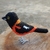 Pássaro corrupião 3D na internet
