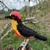 pássaro Benedito-de-testa-amarela 3D