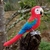 Pássaro Arara-Vermelha 3D - comprar online