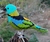 Pássaro Saíra-sete-cores 3D