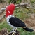 Pássaro Pica-pau-rei 3D