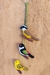 Imagem do Artesanato Penquinha com pássaros 8cm 3D
