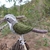 Pássaro Trinca-ferro 3D