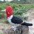 Pássaro Pica-pau-rei 3D na internet