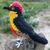 pássaro Benedito-de-testa-amarela 3D - comprar online