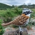 Pássaro Tico-Tico 3D - Artesanato pássaro caparaó