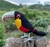 Imagem do Pássaro Tucano-de-bico-verde 3D