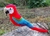Pássaro Arara-Vermelha 3D - Artesanato pássaro caparaó