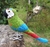 Pássaro Maracanã-guaçu 3D - comprar online