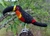 Pássaro Tucano-de-bico-preto 3D - comprar online