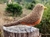 Pássaro Sabiá-Laranjeiras 3D na internet