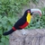Pássaro Tucano-de-bico-verde 3D - comprar online