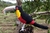 Pássaro Tucano-de-bico-verde 3D na internet