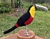 Pássaro Tucano-de-bico-verde 3D