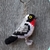 Pássaro Saíra-apunhalada 3D na internet