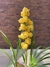 Orquídea Cymbidium - comprar online