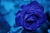 Quadro A Flor Azul na internet