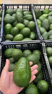 Avocado - 01kg na internet