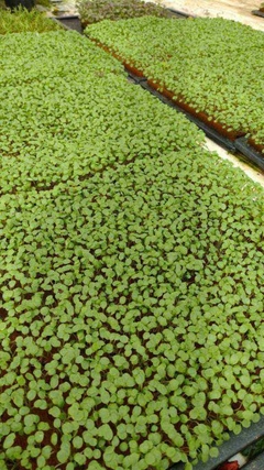 Broto de Mostarda Verde (bandeja) na internet