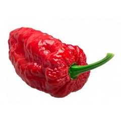 Pimenta bhut jolokia (bdj)