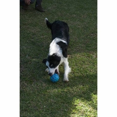 Bola Crackle Ball - cães de grande porte na internet