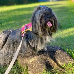 Peitoral para cachorro donuts rosa - Emporium Distripet - comprar online