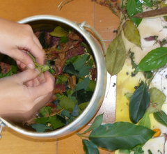 folhas de chapéu-de-sol curso iniciação ao tingimento natural Fernanda Mascarenhas