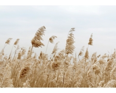 Fotografia de capim dos pampas.