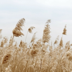 Fotografia de capim dos pampas. Formato quadrado.