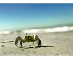 Close, fotografia de frente na horizontal de caranguejo na areia da praia com o mar atrás, fundo com mar e céu desfocado.