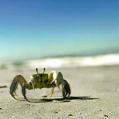 Close, fotografia de frente quadrada de caranguejo na areia da praia com o mar atrás, fundo com mar e céu desfocado.