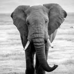 Placa em MDF com a fotografia de um elefante.