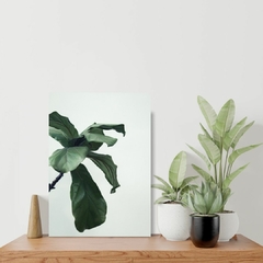 Placa em prateleira de planta Ficus lyrata com fundo branco acinzentado