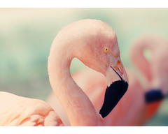 Placa em MDF com a fotografia de um flamingo.