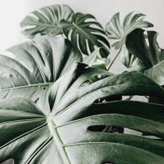 Fotografia da planta monstera deliciosa em fundo cinza no formato quadrado