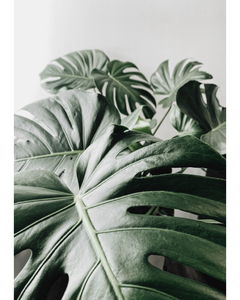 Fotografia da planta monstera deliciosa em fundo cinza no formato retangular