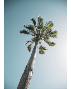 Placa com fotografia de Palmeira com céu azul ao fundo.