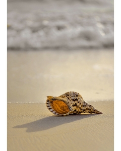 Placa com fotografia de uma concha na areia da praia.